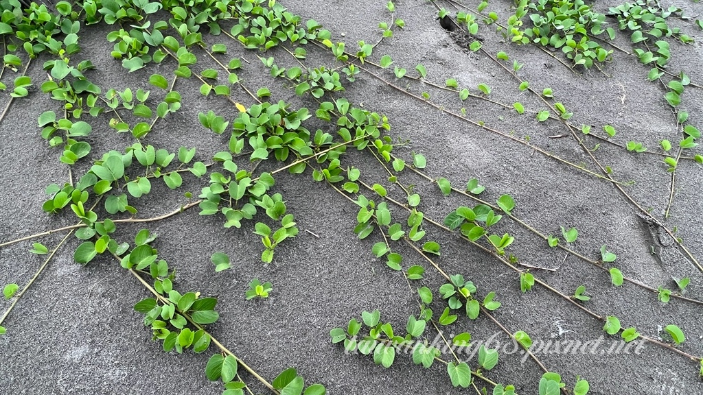 海灘牽牛花