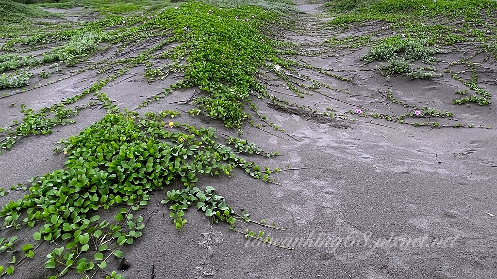 海灘牽牛花