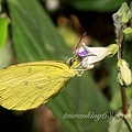 台灣黃蝶_0549.jpg