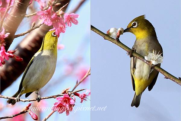 綠繡眼花鳥圖