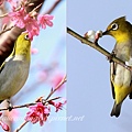 綠繡眼花鳥圖