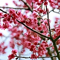 2023年2月3日拍攝於鐵砧山的櫻花