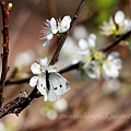 2023年2月3日拍攝於鐵砧山花蝴蝶