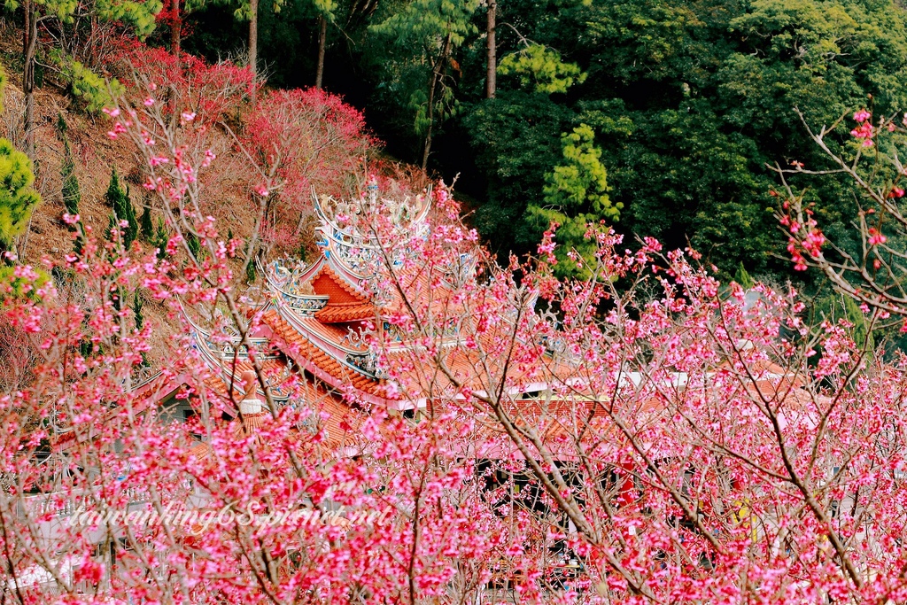 20230204協雲宮櫻花