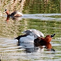 紅頭潛鴨