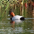 紅頭潛鴨