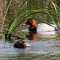 紅頭潛鴨和小鷿鷈.jpg