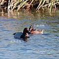 白眼潛鴨