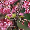 綠繡眼與櫻花