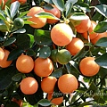 金桔.jpg