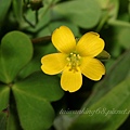 黃花酢漿草.jpg