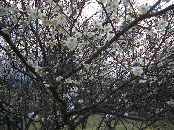 復興鄉角板山梅花盛開