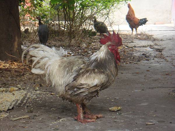 20110325眷村裡迷路～超大隻的雞