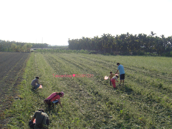 20081221美濃田園趣‧採毛豆