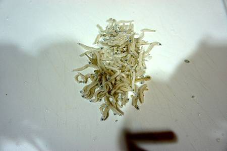 菠菜小魚粥 4 菠菜小魚粥 4