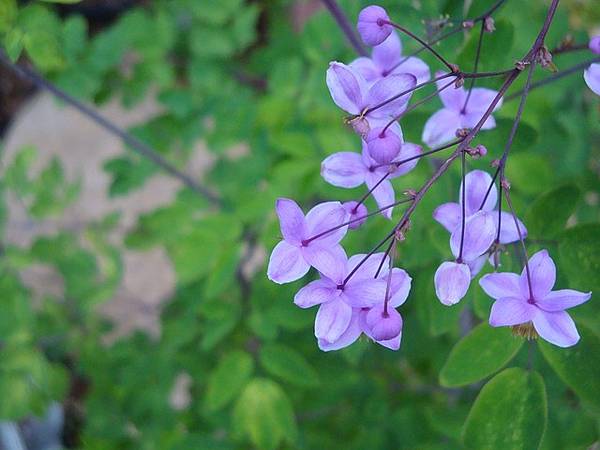 meadow-rue-909022_640.jpg