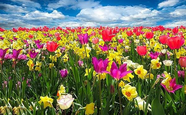 tulips-1197602_640.jpg