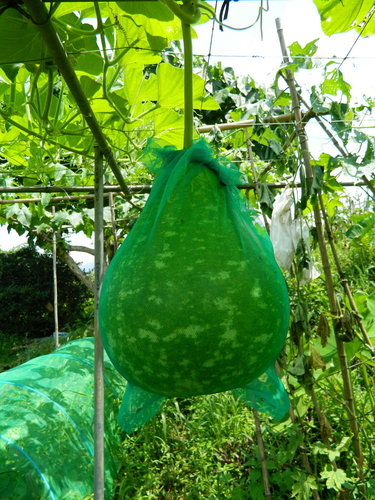 101年扁蒲种植日记 @ 水蛙宗的部落格 :: 痞客邦 pixnet ::