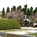 大阪城公園的櫻花是始開