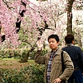 "接下來,為您介紹京都御苑的櫻花..."