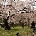 到處是盛開的櫻花樹