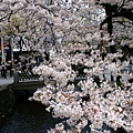 高瀨川旁也是櫻花滿滿