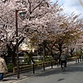 櫻花滿街