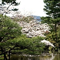 神苑櫻花