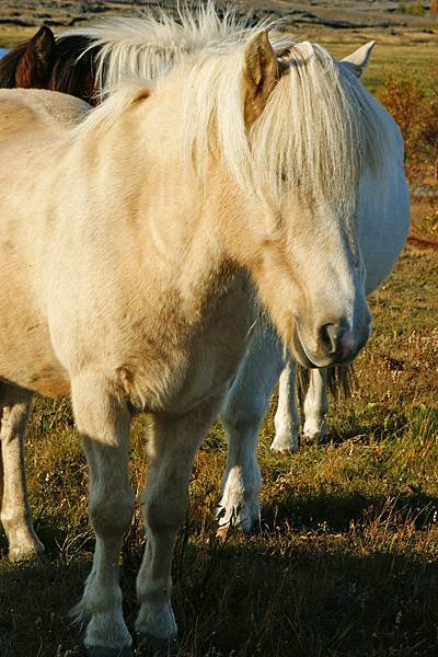 冰島馬看起來都很可愛又穩重, 雖然他們很喜歡聚在一起交頭接耳貌