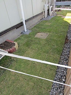 高麗芝草坪 コウライ芝生 腳踏車主婦的偕樂園 痞客邦 高麗芝草坪 コウライ芝生 腳踏車主婦的偕樂園 痞客邦