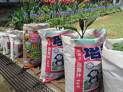 野菜袋栽培 腳踏車主婦的偕樂園 痞客邦 野菜袋栽培 腳踏車主婦的偕樂園 痞客邦