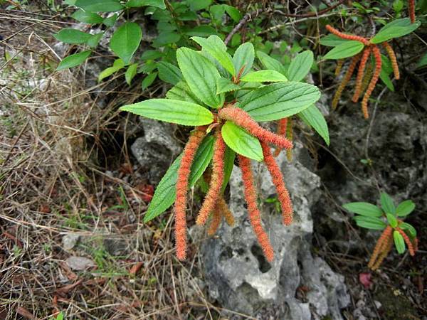 密花荢蔴