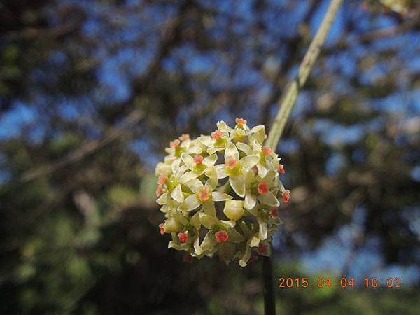 11 花 104.4 -分水嶺_副本