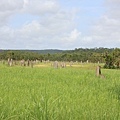 magnetic termite mounds