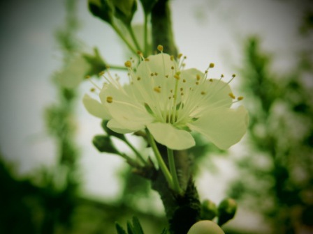 李花