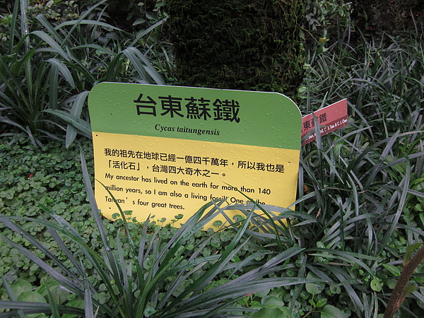 台東蘇鐵自然保留區的植物