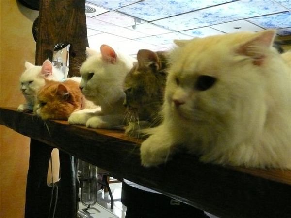 五貓排排坐