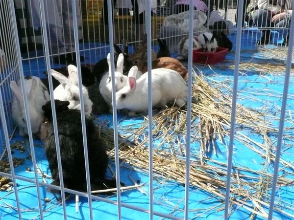 及一群的小兔子