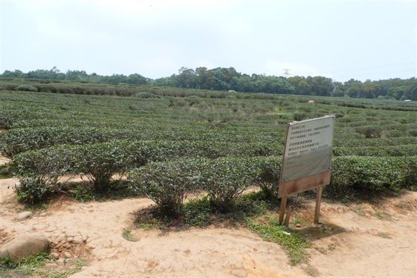 慈濟茶園