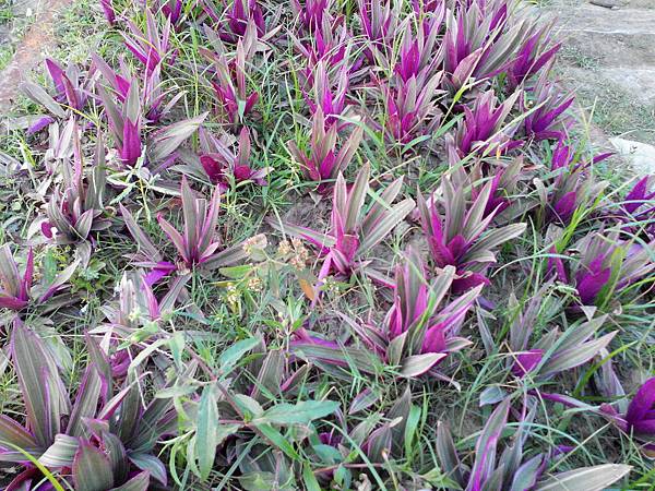 駁二舊鐵道的花卉1