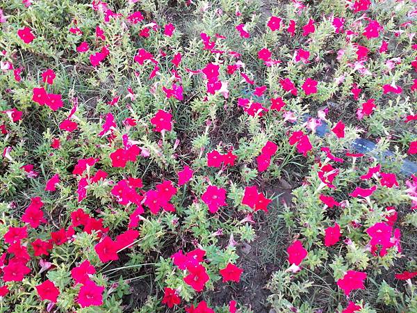 駁二舊鐵道的花卉-紅