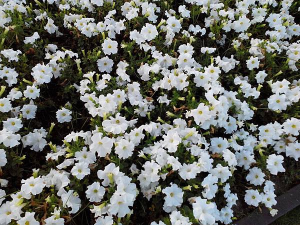 駁二舊鐵道的花卉-白