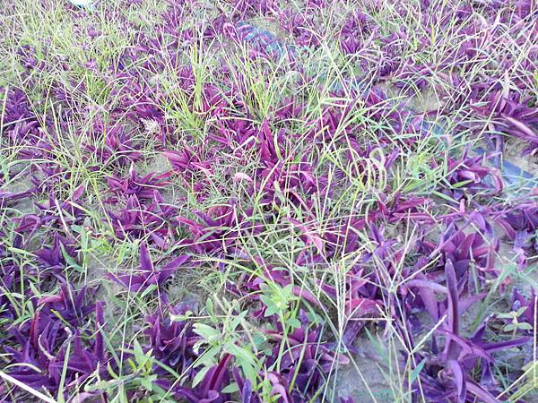 駁二舊鐵道的花