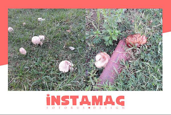 105.08.18連數日陰雨過後的駁二鐡道步行地段