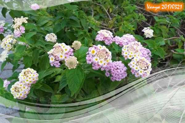 公園路鹽埕綠廊