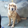 黃金獵犬(公)1歲-4