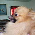 袖珍型博美犬(公)1歲多-9