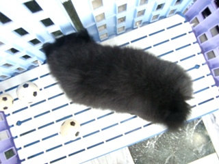 黑鑽石鬆獅犬(母)兩個半月-2