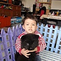 黑鑽石鬆獅犬(母)兩個半月-14