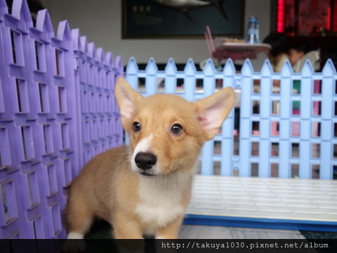 超皮兔子狗柯基犬(公)兩個半月-4.JPG